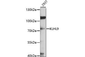 Western blot analysis of extracts of 293T cells, using KLHL9 antibody (ABIN6132083, ABIN6142940, ABIN6142941 and ABIN6214299) at 1:1000 dilution. (KLHL9 Antikörper  (AA 1-100))