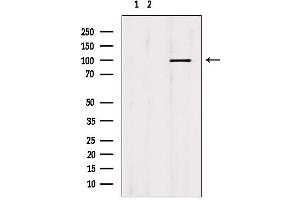 Western blot analysis of extracts from mouse brain, using MCM10 antibody. (MCM10 Antikörper  (C-Term))