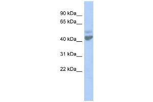 LGICZ1 antibody used at 1 ug/ml to detect target protein. (ZACN Antikörper  (N-Term))