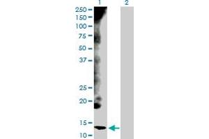 Western Blot analysis of CYCS expression in transfected 293T cell line by CYCS MaxPab polyclonal antibody. (Cytochrome C Antikörper  (AA 1-105))