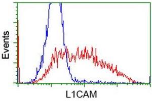 HEK293T cells transfected with either RC211601 overexpress plasmid (Red) or empty vector control plasmid (Blue) were immunostained by anti-L1CAM antibody (ABIN2453224), and then analyzed by flow cytometry. (L1CAM Antikörper)