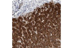Immunohistochemical staining (Formalin-fixed paraffin-embedded sections) of human liver with SLC22A7 polyclonal antibody  shows strong granular cytoplasmic positivity in hepatocytes.