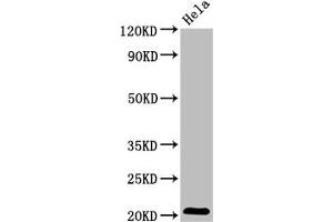 Western Blot Positive WB detected in: Hela whole cell lysate All lanes: ARL1 antibody at 5. (ARL1 Antikörper  (AA 2-181))