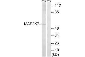 Western blot analysis of extracts from HeLa cells, using MAP2K7 (Ab-271) antibody.