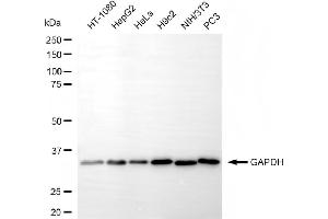 Western blotting analysis using GAPDH antibody (ABIN7798766).