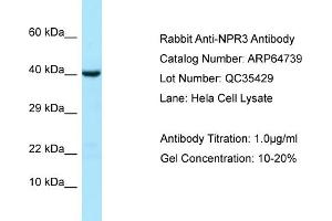 Western Blotting (WB) image for anti-Atrial Natriuretic Peptide Receptor 3 (NPR3) (Middle Region) antibody (ABIN2789945)