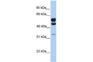 WB Suggested Anti-C3orf64 Antibody Titration:  0. (AER61 Antikörper  (C-Term))