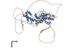 SENP3 Protein (AA 1-574) (His tag)