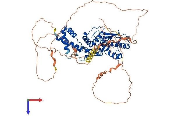 SENP3 Protein (AA 1-574) (His tag)
