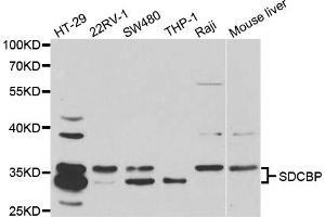 Western blot analysis of extracts of various cell lines, using SDCBP antibody (ABIN5973096) at 1/1000 dilution. (SDCBP Antikörper)