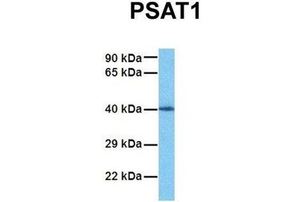 PSAT1 Antikörper  (N-Term)