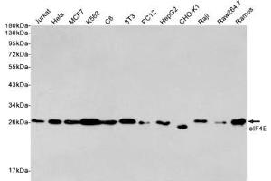 Western blot detection of eIF4E in Jurkat, Hela, MCF7, K562, C6, 3T3, PC12, HepG2, CHO-K1, Raji, Raw264. (EIF4E Antikörper)