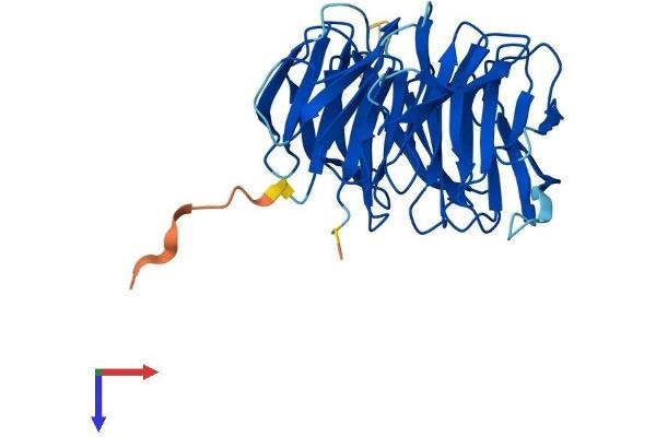 GBL Protein (AA 1-326) (His tag)