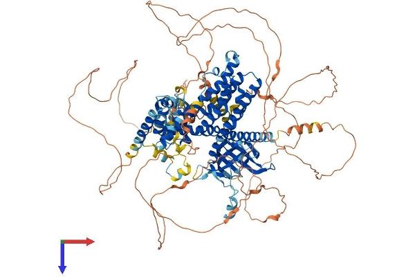 PLEKHG5 Protein (AA 1-1073) (His tag)