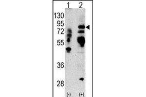 Western blot analysis of anti-LTF Antibody (Center) Pab (ABIN1882099 and ABIN2841775) in 293 cell line lysates transiently transfected with the LTF gene (2 μg/lane). (Lactoferrin Antikörper  (AA 219-248))