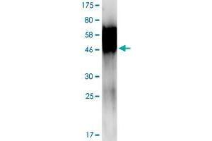 Image no. 2 for Tumor Necrosis Factor Receptor Superfamily, Member 21 (TNFRSF21) (AA 47-349) protein (His-DYKDDDDK-Strep II Tag) (ABIN1323185) (TNFRSF21 Protein (AA 47-349) (His-DYKDDDDK-Strep II Tag))