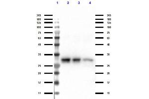 Western Blot of Anti-Rabbit Ig IP Agarose Beads. (TrueBlot® Anti-Kaninchen Ig IP Beads)