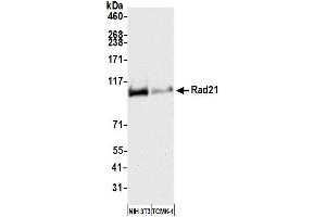 Western Blotting (WB) image for anti-RAD21 Homolog (RAD21) (AA 581-631) antibody (ABIN7449353)