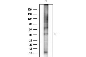 anti-5-Hydroxytryptamine (serotonin) Receptor 1F (HTR1F) (Internal Region) antibody