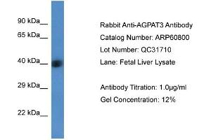 Western Blotting (WB) image for anti-1-Acylglycerol-3-Phosphate O-Acyltransferase 3 (AGPAT3) (Middle Region) antibody (ABIN2788587) (AGPAT3 Antikörper  (Middle Region))