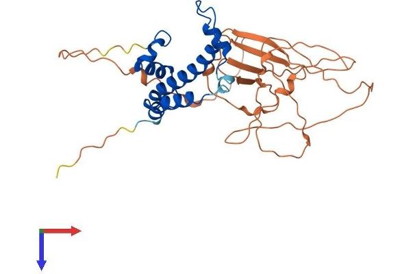 NFYC Protein (AA 1-335) (His tag)