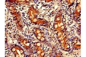 Immunohistochemistry of paraffin-embedded human small intestine tissue using ABIN7163465 at dilution of 1:100 (PITX2 Antikörper  (AA 40-154))