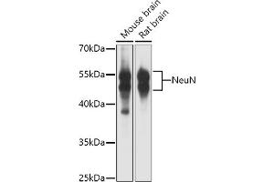 Western blot analysis of extracts of various cell lines, using NeuN antibody (ABIN3021158, ABIN3021159, ABIN1513254, ABIN1514400 and ABIN6214040) at 1:1000 dilution.