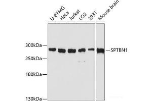 Western blot analysis of extracts of various cell lines using SPTBN1 Polyclonal Antibody at dilution of 1:3000. (SPTBN1 Antikörper)