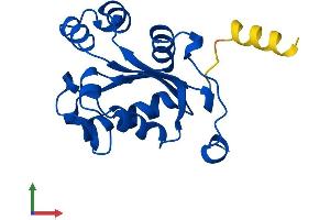 Protein Structure (PS) image for NME/NM23 Nucleoside Diphosphate Kinase 3 (NME3) (AA 1-169) protein (His tag) (ABIN7556307)