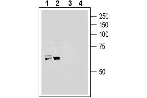 Western blot analysis of human HepG2 hepatoma cell line lysate (lanes 1 and 3) and human  monocytic leukemia cell line lysate (lanes 2 and 4):1-2. (Angiotensin I Converting Enzyme 2 (ACE2) Peptid)