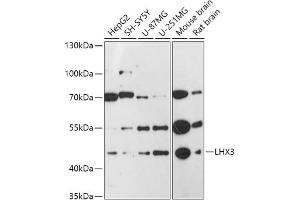 Western blot analysis of extracts of various cell lines, using LHX3 antibody (ABIN7268263) at 1:1000 dilution. (LHX3 Antikörper  (C-Term))