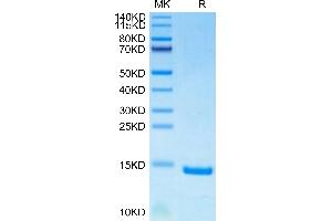 HSPE1 Protein (AA 2-102) (His-Avi Tag)