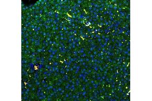 IF analysis of GSTA1/A2/A3/A4/A5 using anti-GSTA1/A2/A3/A4/A5 antibody (ABIN3043839) GSTA1/A2/A3/A4/A5 was detected in paraffin-embedded section of rat liver tissues.