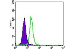 FC analysis of SK-BR-3 cells using SCGB2A2 antibody (green) and negative control (purple). (Mammaglobin A Antikörper)