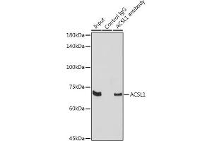 Immunoprecipitation analysis of 300 μg extracts of Raji cells using 3 μg  antibody (ABIN7265423).