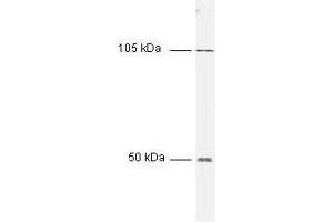 Western blot of HeLa cell extract using Anti-NFKB p50 (NFKB1) Antibody 100-4164. (NFkB Antikörper)