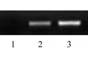 Histone H2B acetyl Lys16 pAb tested by ChIP analysis.