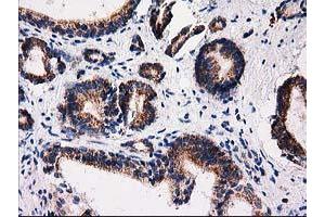 Image no. 6 for anti-Family with Sequence Similarity 127, Member C (FAM127C) antibody (ABIN1498197) (FAM127C Antikörper)