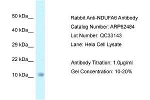 Western Blotting (WB) image for anti-NADH Dehydrogenase (Ubiquinone) 1 alpha Subcomplex, 6, 14kDa (NDUFA6) (C-Term) antibody (ABIN2789159) (NDUFA6 Antikörper  (C-Term))