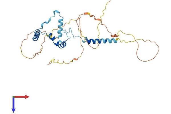 SAP30BP Protein (AA 1-308) (His tag)