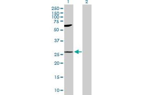 LIN7A antibody  (AA 1-233)