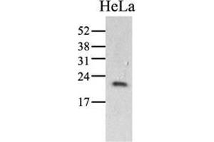 Image no. 2 for anti-Peptidylprolyl Isomerase C (Cyclophilin C) (PPIC) (AA 39-197) antibody (ABIN951768) (PPIC Antikörper  (AA 39-197))