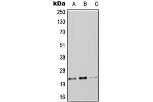 Western blot analysis of Claudin 9 expression in A549 (A), Raw264. (Claudin 9 Antikörper  (C-Term))