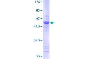 Translin Protein (TSN) (AA 1-228) (GST tag)