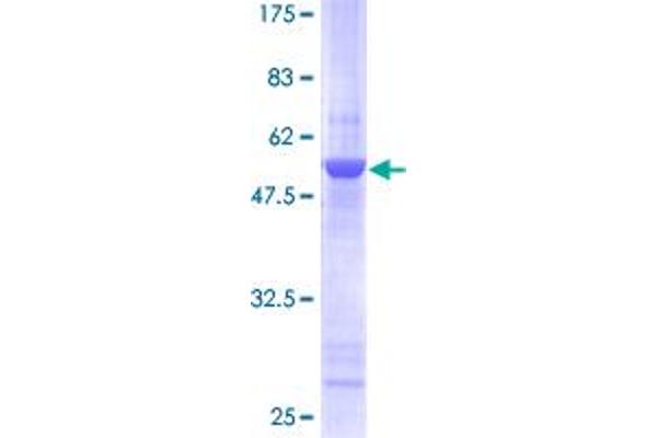 Translin Protein (TSN) (AA 1-228) (GST tag)