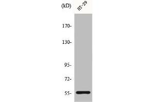Western Blot analysis of HT29 cells using CYP2B6 Polyclonal Antibody (CYP2B6 Antikörper  (Internal Region))
