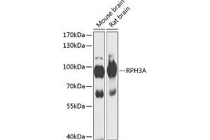 Western blot analysis of extracts of various cell lines, using RPH3A antibody (ABIN6128668, ABIN6147094, ABIN6147096 and ABIN6217639) at 1:1000 dilution. (RPH3A Antikörper  (AA 1-280))