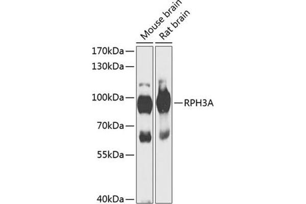 RPH3A Antikörper  (AA 1-280)