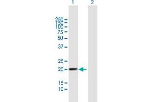 Western Blotting (WB) image for anti-Leukocyte Immunoglobulin-Like Receptor, Subfamily B (With TM and ITIM Domains), Member 2 (LILRB2) (AA 1-193) antibody (ABIN948920)