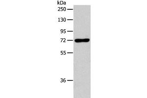 Western Blot analysis of RAW264. (IL18RAP Antikörper)
